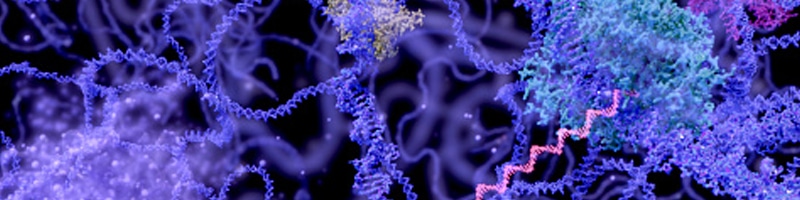 purple microscopic image