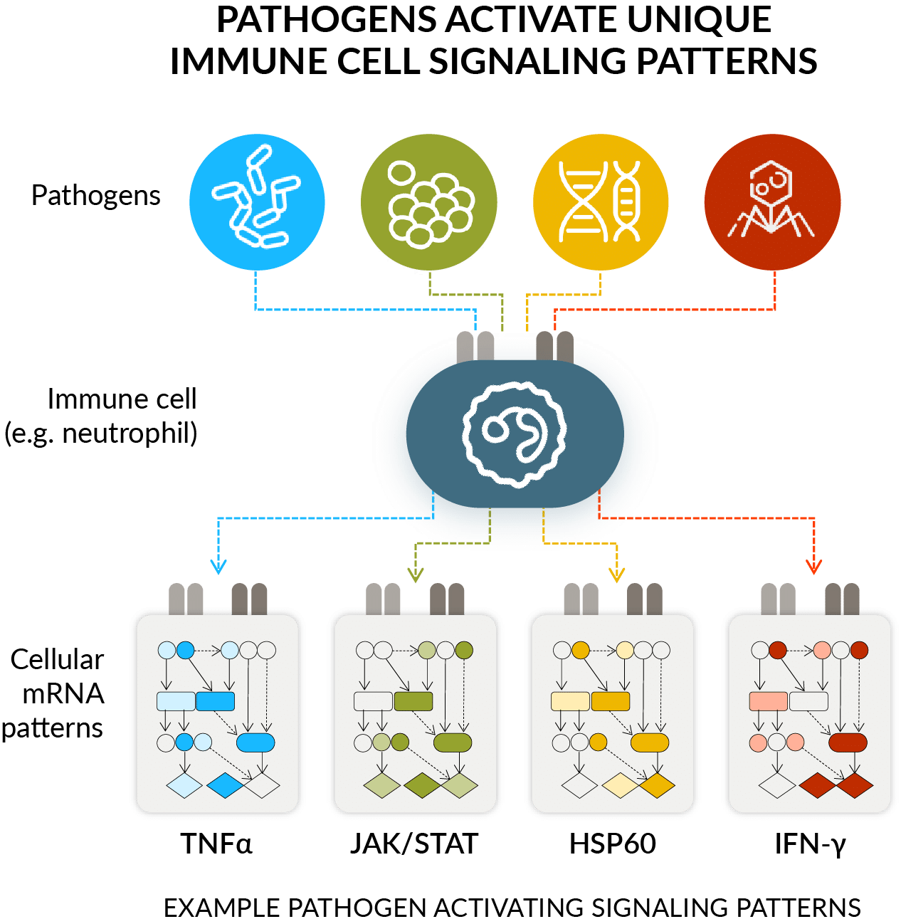immune cell signaling